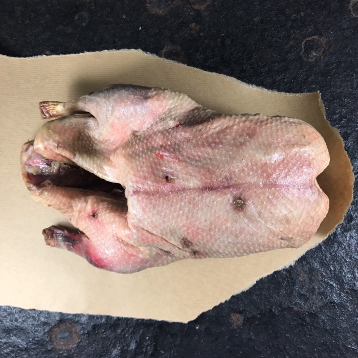 Wilde gans heel